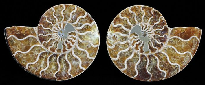 Polished Ammonite Pair - Agatized #56292